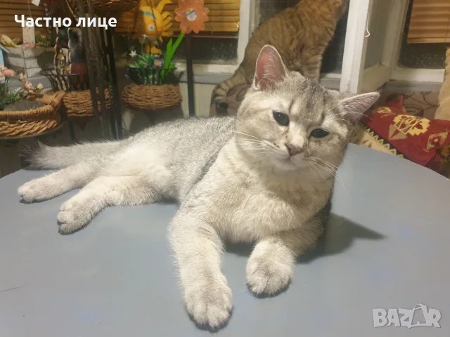 Британски красавец , снимка 2 - Британска късокосместа - 55908237