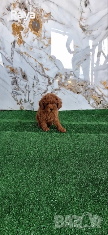  Той и мини пудели, снимка 7 - Пудели - 47042609