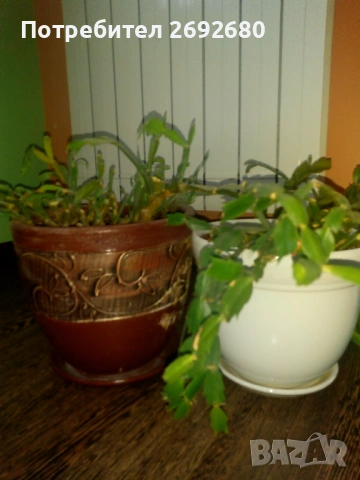 Коледничета в големи керамични саксии , снимка 2 - Стайни растения - 47385426