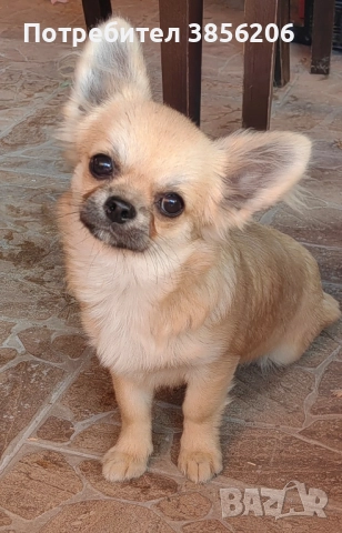 Чихуахуа момче, снимка 3 - Чихуахуа - 52613662