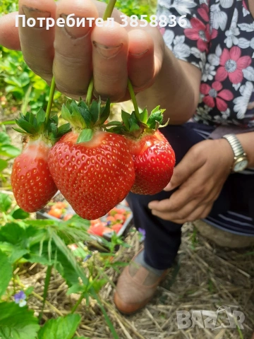 🍓НЕВРОЯТЕН СВЕЖ РАСАД ПРОМО ЦЕНИ🍓, снимка 6 - Разсади - 53566384