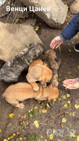 Преса канарио, снимка 5 - Други - 52809766