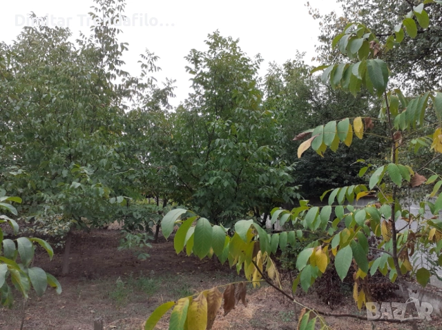 Орехова градина 570 кв.м., с. Виноградец, обл. Пазарджик, 19,000 Евро, снимка 7 - Парцели - 52223300