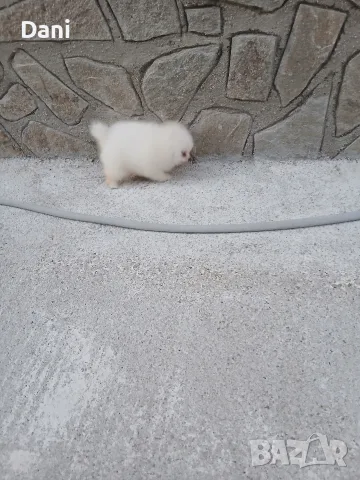Mini Pomeran Momce, снимка 7 - Померан - 55735876