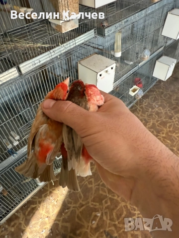 Мексикански чинки, снимка 8 - Канари - 52001399