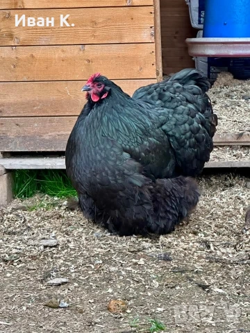 Продавам черен Орпингтон. , снимка 18 - Кокошки и пуйки - 53829349