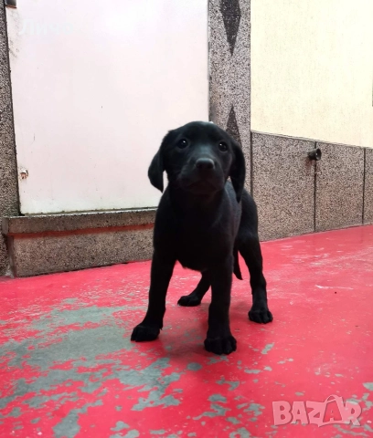 продавам женско лабрадорче, снимка 4 - Лабрадор ретривър - 52903460