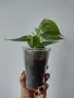 Филодендрон, philodendron Heartleaf, снимка 3
