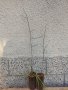 Брекина (Sorbus terminalic) плодно медоносно дърво, снимка 14