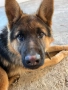 Мъжка немска овчарка, снимка 2