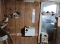 Продавам работещо ято зеброви амадини, снимка 2
