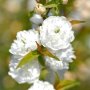 Японска вишна Алба/ Prunus glandulosa Alba Plena, снимка 1
