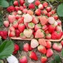 100 бр. ягодови семена от гигантска ягода градинско плодово растение, сладки и вкусни червени ягоди , снимка 8