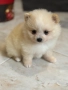 Померан , снимка 2