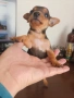Мъжки мини пинчер, снимка 2