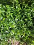 Малка винка Зеленика корен с лилав цвят , снимка 1 - Градински цветя и растения - 40699232