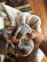 American Bully XL/Американско Були ХЛ, снимка 2