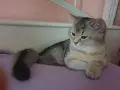 Британски красавец , снимка 3