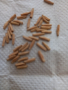 Адениум семена - различни видове, снимка 1