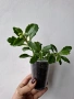 Каланхое, kalanchoe wendy Tinker bell, снимка 4