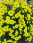 Жълти хризантеми , снимка 2
