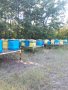 Продавам пчелни семейства с платформи, отводки и рамки с пило и пчели., снимка 2