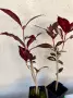 Карикатурен храст Graptophyllum pictum, снимка 3