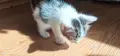 котенца малки коте, снимка 3