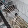 Декоративно зайче , снимка 5