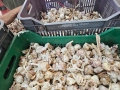чесън за садене , снимка 4