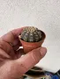 Кактуси по 10 лв, снимка 5