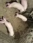 продавам малки прасенца , снимка 5