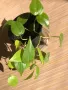 Philodendron hederaceum Lemon Lime , снимка 2