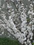 Японска Вишна-(Prunus Alba Plena), снимка 8