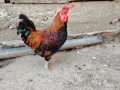 Японски петлета, снимка 10