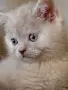 Шотландски клепоухи котенца, снимка 5
