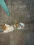 Подарявам 3 малки котенца, снимка 4
