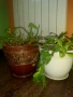 Коледничета в големи керамични саксии , снимка 2