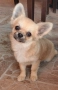 Чихуахуа момче, снимка 3