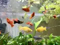 Продавам водни растения за аквариум, снимка 13