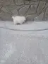 Mini Pomeran Momce, снимка 7