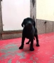 продавам женско лабрадорче, снимка 4