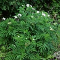 Бъзак - Sambucus ebulus), снимка 4 - Градински цветя и растения - 40890838