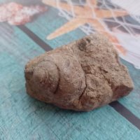 вкаменелост от остров Лансароте, снимка 4 - Колекции - 40773739