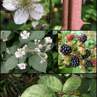   Къпина хималая  (Rubus Himalaya), снимка 2 - Градински цветя и растения - 42222332