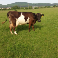 Продавам  две  крави  , снимка 6 - За селскостопански - 44529950