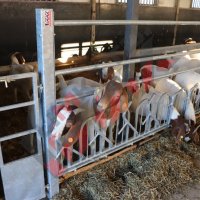Хранителни решетки със заключващ механизъм за овце и кози, снимка 12 - За селскостопански - 34655140