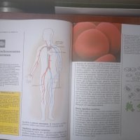 Детска енциклопедия "Знание" : Човешкото тяло, снимка 2 - Детски книжки - 42135338