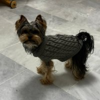 Toпъл пуловер за куче - високо качество, снимка 15 - За кучета - 41015299
