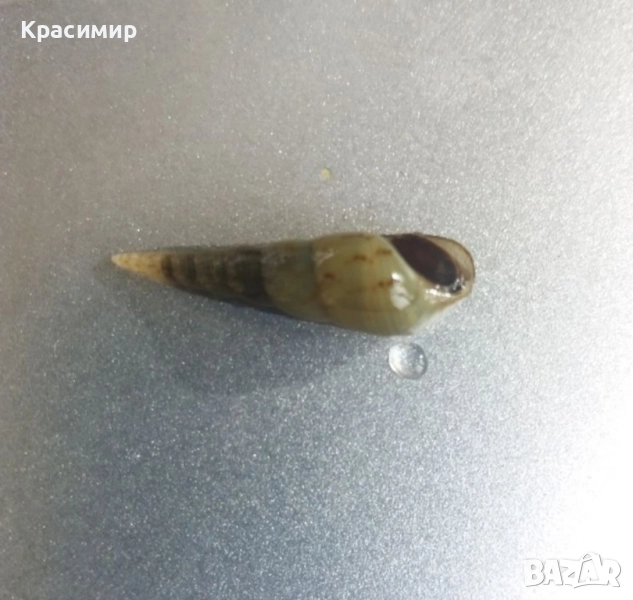 Аквариумни охлюви Мелания 10 бр, снимка 1